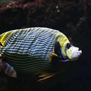 Pomacanthus imperator