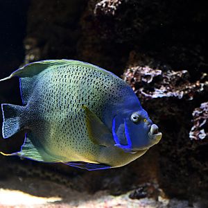 Pomacanthus semicirculatus