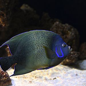 Pomacanthus semicirculatus