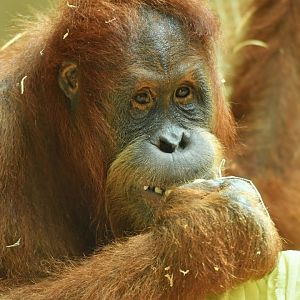 Sumatran orang-utan Pongo abelii