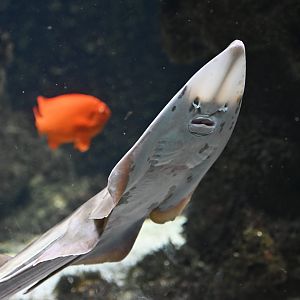 Pointed-nosed guitarfish  Pseudobatos productus