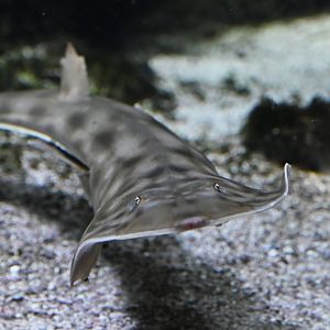 Pointed-nosed guitarfish  Pseudobatos productus