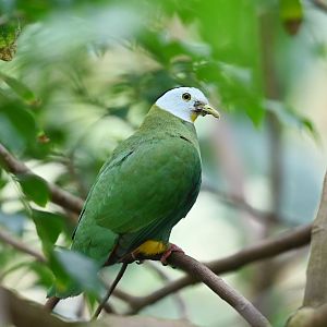 Black-naped fruit-dove Ptilinopus melanospilus