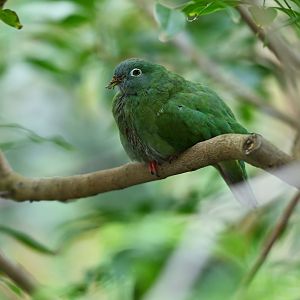 Black-naped fruit-dove Ptilinopus melanospilus