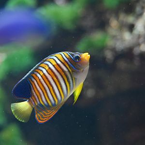 Pygoplites diacanthus