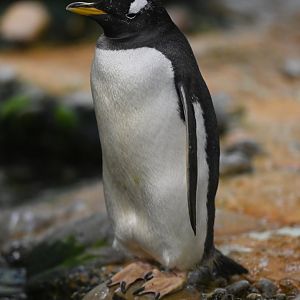 Gentoo penguin Pygoscelis papua