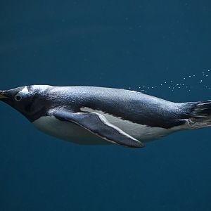 Gentoo penguin Pygoscelis papua