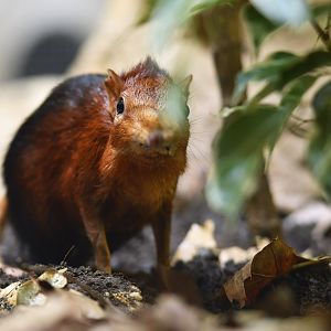 Black-and-rufous sengi Rhynchocyon petersi