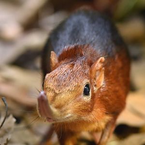 Black-and-rufous sengi Rhynchocyon petersi
