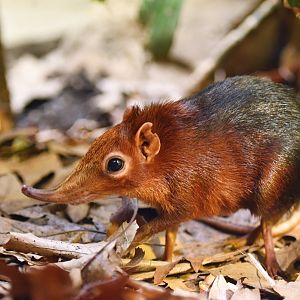 Black-and-rufous sengi Rhynchocyon petersi