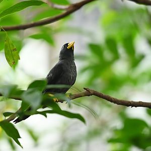 Grosbeak starling Scissirostrum dubium