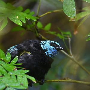 Blue-necked tanager Stilpnia cyanicollis