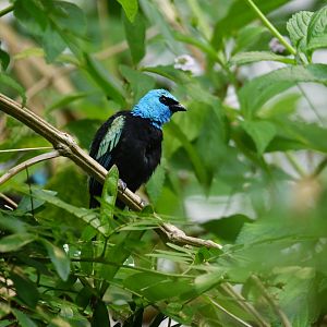 Blue-necked tanager Stilpnia cyanicollis