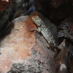 Trapelus sanguinolentus