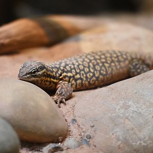 Varanus acanthurus