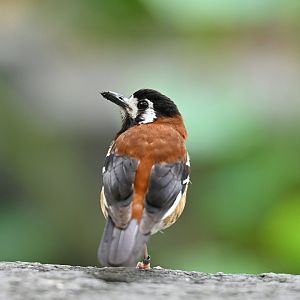 Chestnut-backed ground-thrush Geokichla dohertyi
