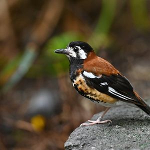Chestnut-backed ground-thrush Geokichla dohertyi