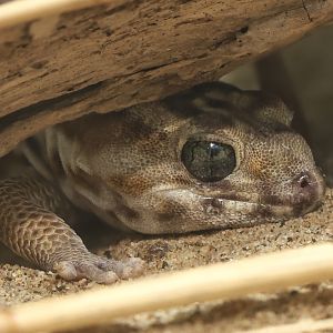 Keyserling's wonder gecko : Chester Zoo : 06 Sep 2025