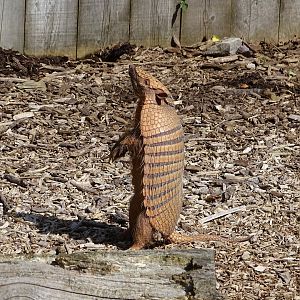 Six-banded armadillo (Euphractus sexcinctus)