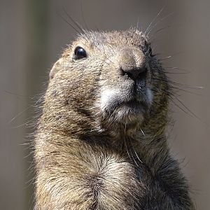 Black-tailed prairie dog (Cynomys ludovicianus)