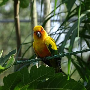Sun conure (Aratinga solstitialis)