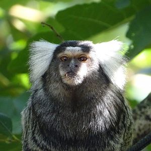 White-tufted marmoset (Callithrix jacchus)