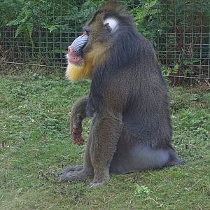 Mandrill (Mandrillus sphinx)