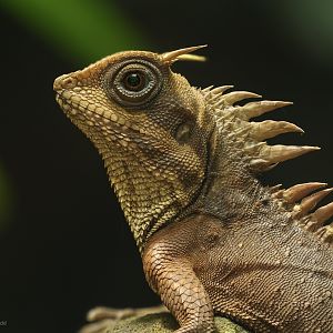 Horn-headed lizard : Chester Zoo : 06 Sep 2025