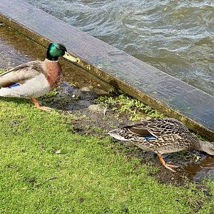Mallard (Anas platyrhynchos)