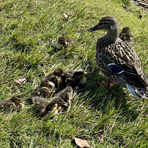 Ducklings (Anas platyrhynchos)