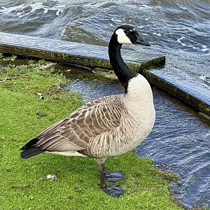 Canada Goose (Branta canadensis)