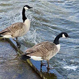Canada Goose (Branta canadensis)