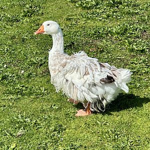 Sebastopol goose (Anser anser)