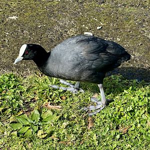 Australian coot (Fulica atra australis)