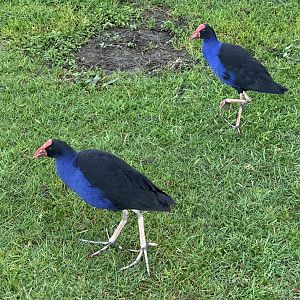 Pūkeko (Porphyrio melanotus)