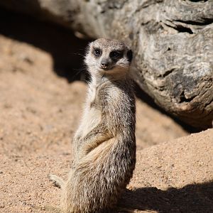 Meerkat