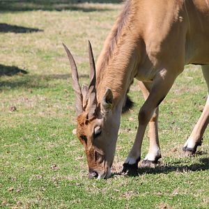 Eland