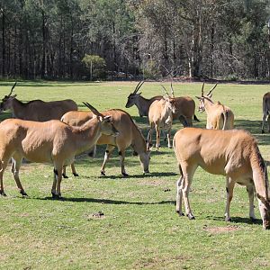 Eland