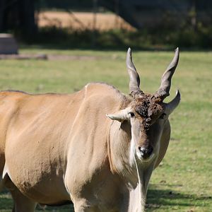 Eland Bull