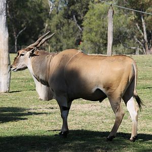 Eland Bull