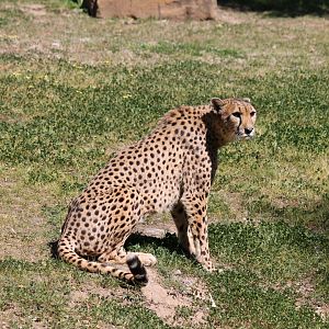 Cheetah