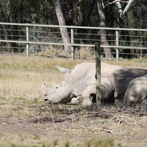 White Rhino