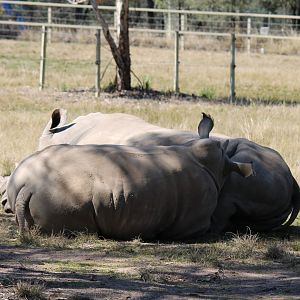 White Rhino