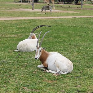 Scimitar-horned Oryx