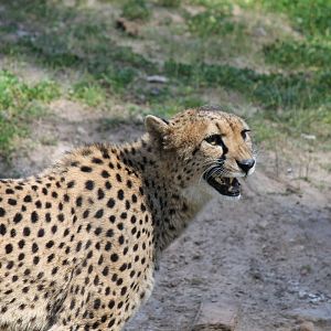Cheetah