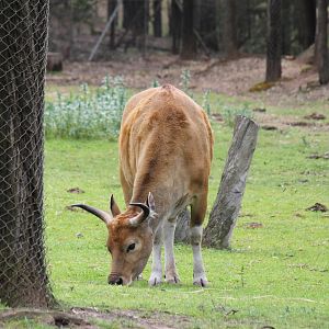 Banteng