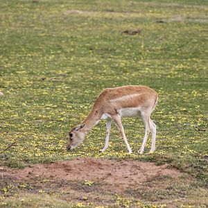 Blackbuck