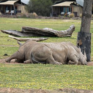 White Rhino