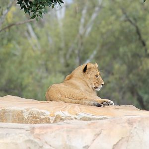 Lion Cub