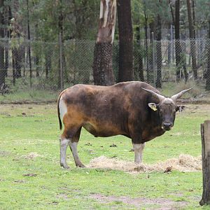 Banteng Bull
